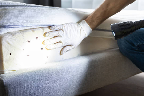 Best Local Pest Control Services  in Pike Creek, DE