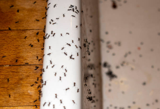 Best Flea Control Services  in Pike Creek, DE