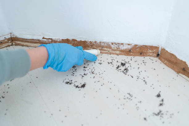 Wasp Removal Services in Pike Creek, DE